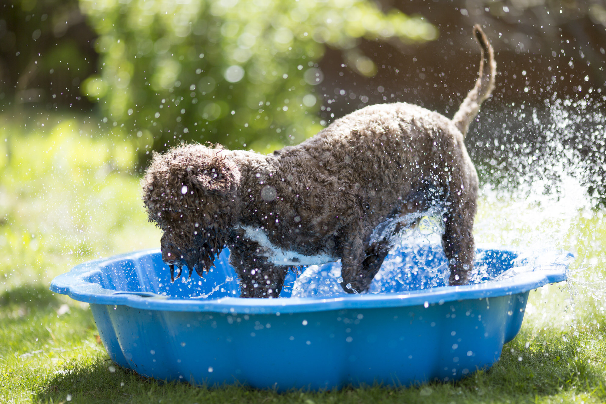 Dog in the pool