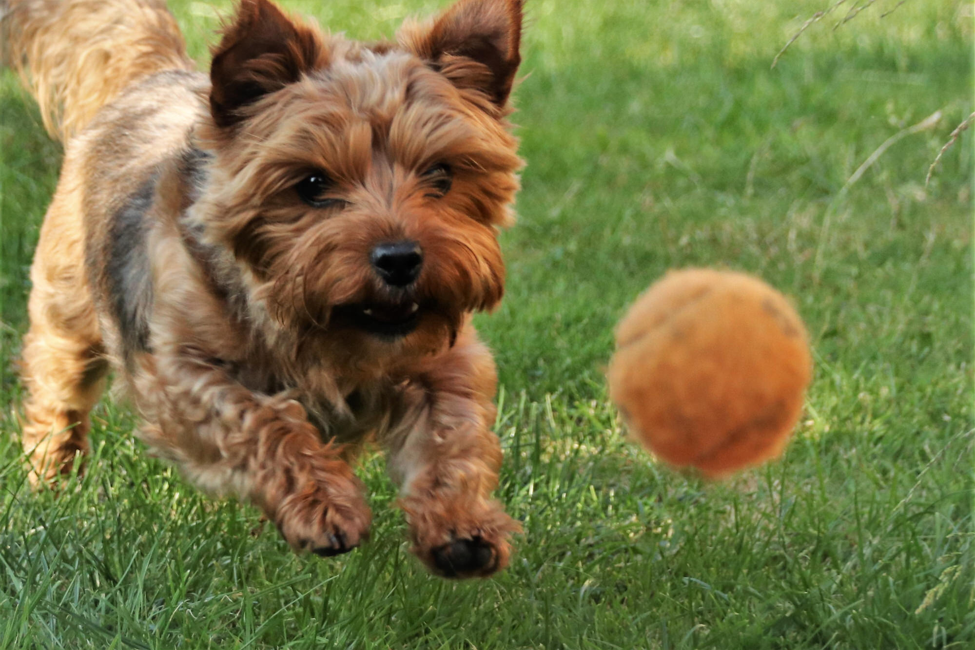 Yorkie chasing ball