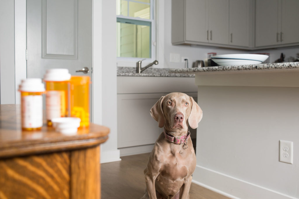 Dog with pill bottles on counter