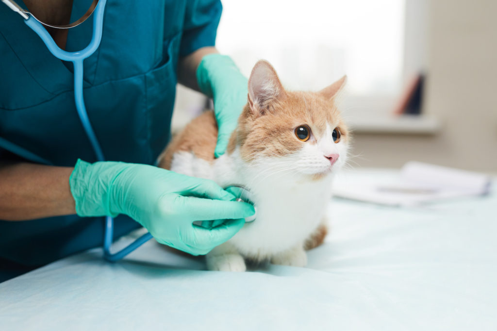 Vet listening to cat's heart