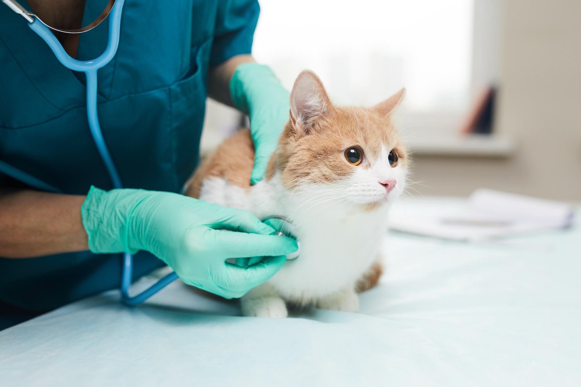 Veterinarians
veterinarians around me
veterinarians at court square
veterinarians act
veterinarians albany ny
veterinarians average salary
veterinarians around my area
veterinarians accepting new patients
veterinarians albuquerque
veterinarians near me