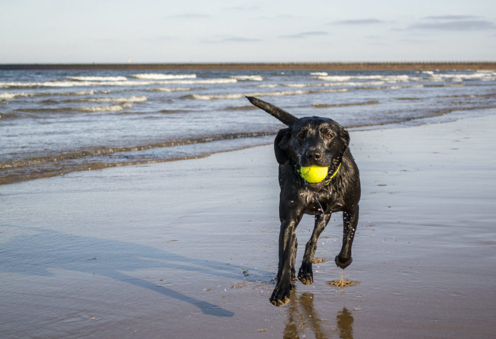 Black lab carrying tennis ball on beach