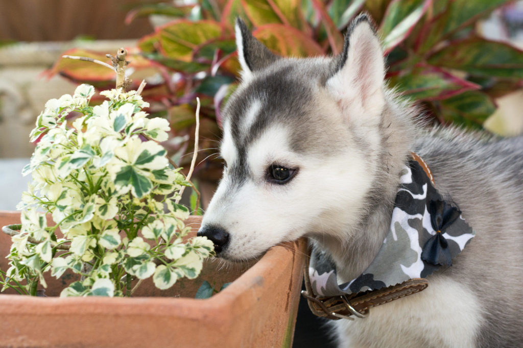 Husky puppy sniffing house plant