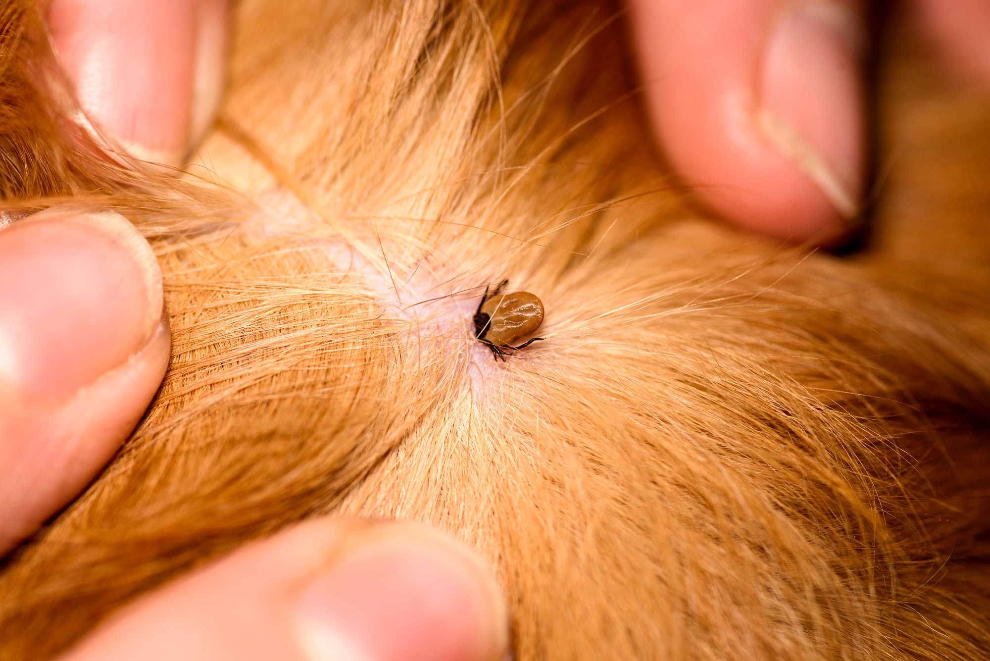 california tick identification