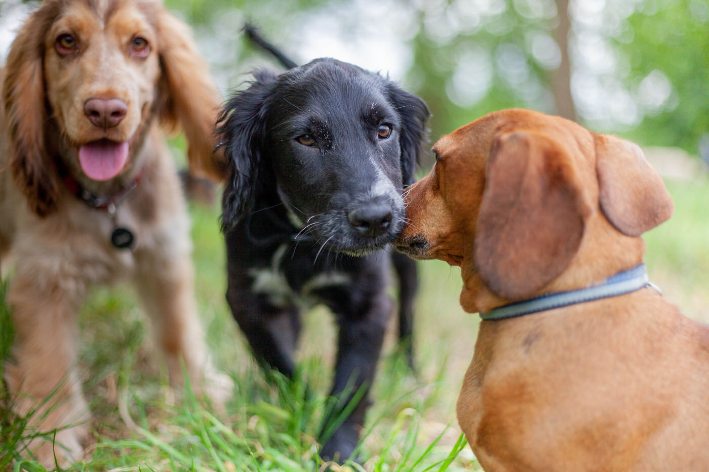 Puppies playing together in park