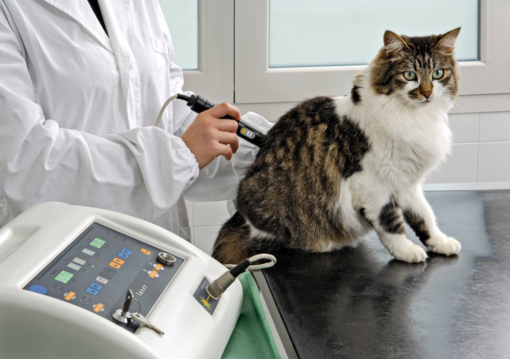 Cat receiving laser therapy