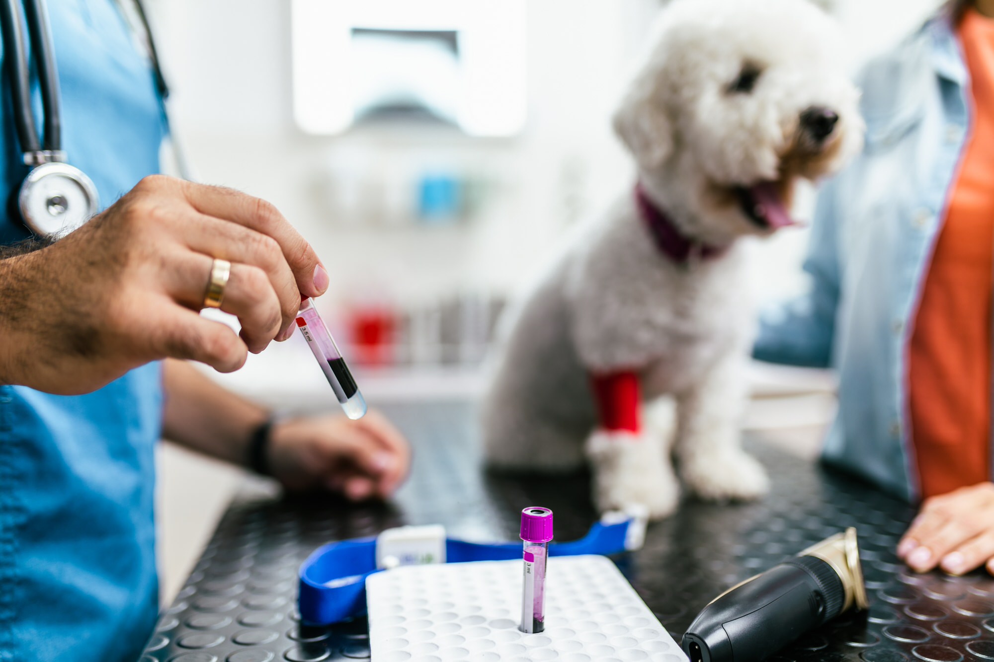 how much is blood work for a dog