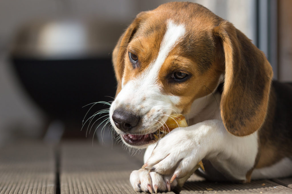 Beagle chewing