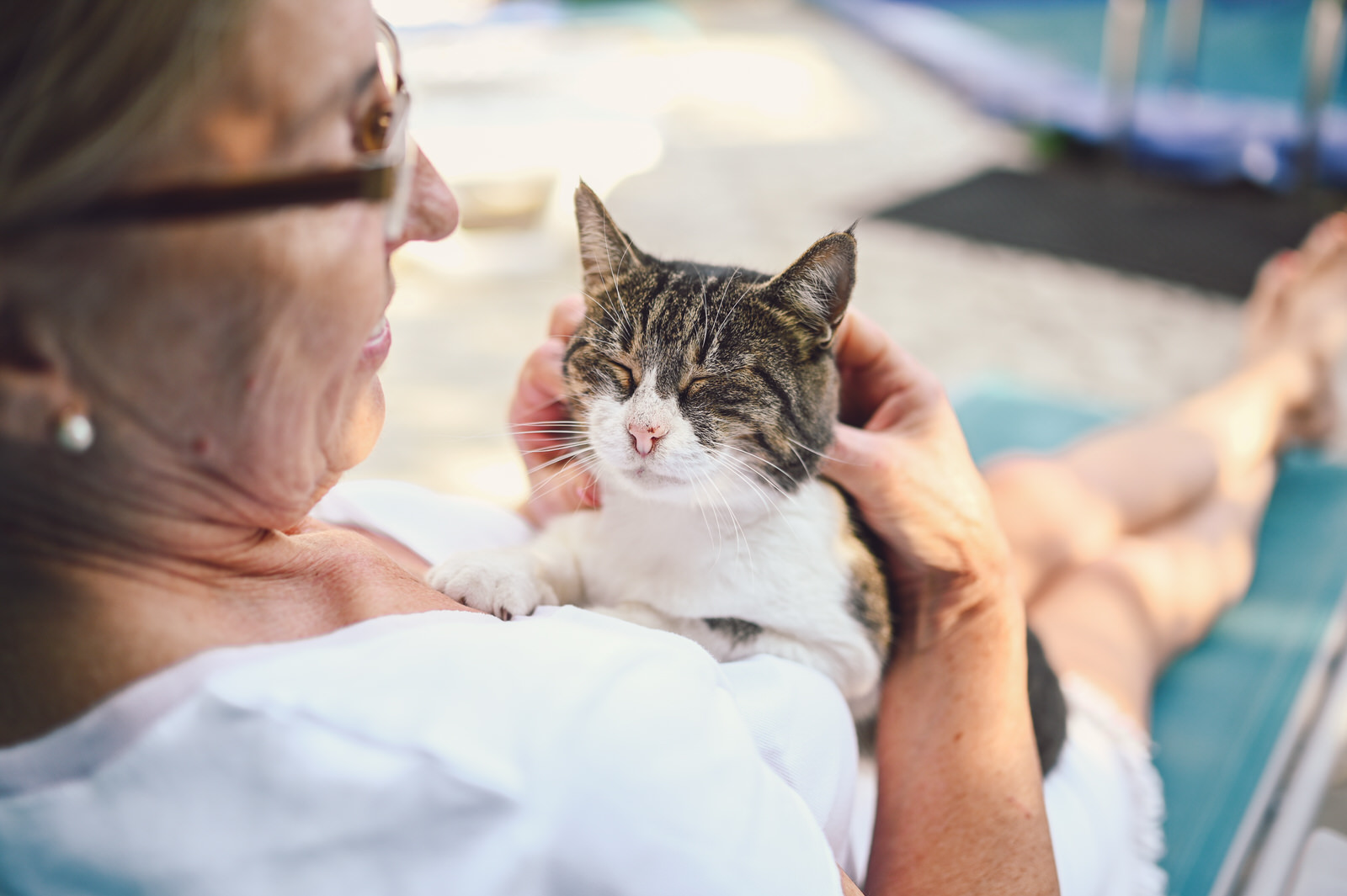 Senior petting cat